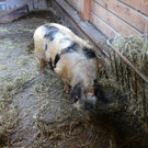 KOE_Sunnahof Tufers 18_jpg-1382604143