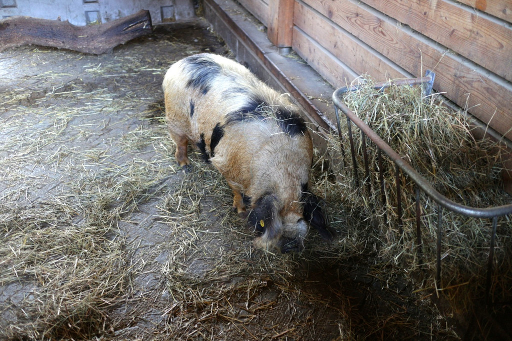 KOE_Sunnahof Tufers 18_jpg-1382604143