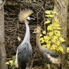 Kronenkraniche: Küken im Tiergarten Schönbrunn