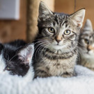 Testkatzen