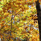 IMG_8330_JPG-1382623468
