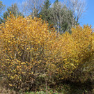IMG_8370_JPG-1382623678