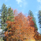 IMG_8415_JPG-1382623868