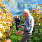KOE_Traubenlese Roesler Goefis 16_jpg-1382633206