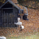 24102013herbstde01001aktivnews_26.JPG