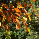 Herbstfarben