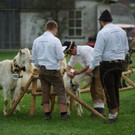 Impressionen von der Noriker- und Ziegenausstellung 2013 I