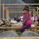 Impressionen von der Noriker- und Ziegenausstellung 2013 II
