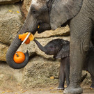 Halloween-Überraschung im Tiergarten Schönbrunn: Kürbisse für Tiere