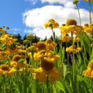 nature5.jpg
