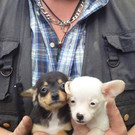 Vier Pfoten-Aktion gegen illegalen Welpenhandel auf Willhaben: Die Welpen