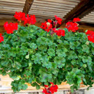 DSC06431.jpg