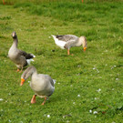 DSC03480.JPG