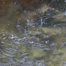 DSC_0013.jpg