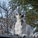 31102013zoode01007aktivnews_03.JPG
