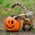 Die besten Tierbilder der Woche KW 44