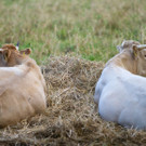 ABD0036-20131031.jpg