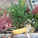 31102013hallooweenat07003_012.JPG