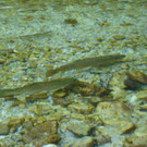 31102013hallooweenat07003_015.JPG