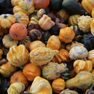 31102013hallooweenat07003_036.JPG