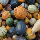 31102013hallooweenat07003_037.JPG