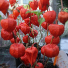 31102013hallooweenat07003_049.JPG
