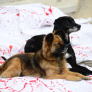02112013hundeat005_009aktivnews00542.jpg