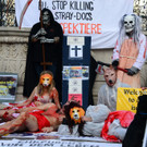 02112013hundeat005_009aktivnews005183.jpg