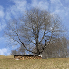 _DSC07770066_1_JPG-1269356521