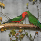 Vogelschau