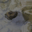 DSC03486.JPG