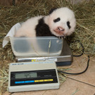 Jüngster Panda-Bub im Tiergarten Schönbrunn beim Wiegen