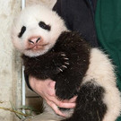 Panda_20131031_03_TGS_Zupanc.jpg