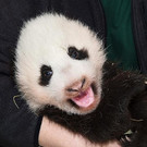 Panda_20131031_04_TGS_Zupanc.jpg