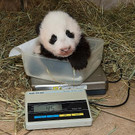 Panda_20131031_12_TGS_Zupanc.jpg