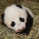 Panda_20131031_15_TGS_Zupanc.jpg