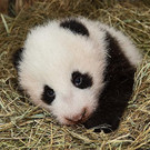 Panda_20131031_16_TGS_Zupanc.jpg