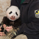 Panda_20131031_17_TGS_Zupanc.jpg