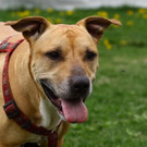 Rocky sucht einen Pflegeplatz