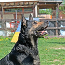 Nero - Schäfer-Mischlingsrüde