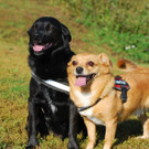 Blacky und Shakira suchen gemeinsamen Platz