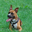 Lennox sucht einen Pflegeplatz