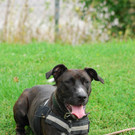 Summer: Freundliche stürmische Hündin sucht stressfreies Heim