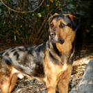 Whisky: Springinkerl sucht einen liebevollen Pflegeplatz