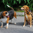 Daisy und Peggy hoffen auf ein schönes gemeinsames Heim