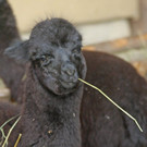 ZooSBG_Alpaka_Nachwuchs_Leeora.jpg