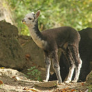 ZooSBG_Alpaka_Nachwuchs_StellaCadente.jpg