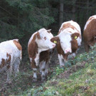 07112013_St_ Corona_Traktorabsturz _5_.jpg