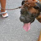 hund.jpg