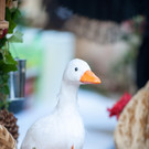 Martinimarkt 12 __ BEATE RHOMBERG.jpg